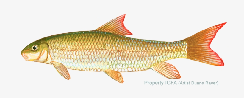 Catostomidae Family - Shorthead Redhorse, transparent png #2141108