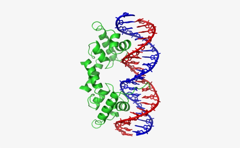 Parts Of Modern Dna - Helix Turn Helix Super Secondary Structure, transparent png #2141109