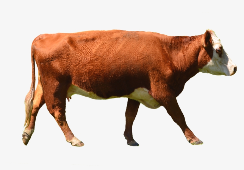 Brown Cow Png Image - Brown Cow Png, transparent png #2141824