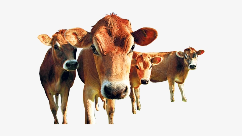 Heys Tripe - European Farming, transparent png #2141885