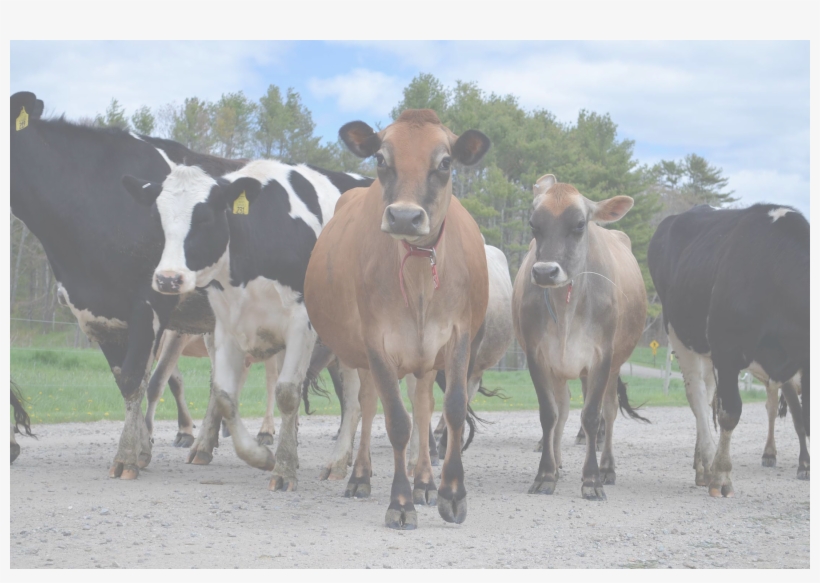 Cows Transparent - Dairy Cow, transparent png #2142161