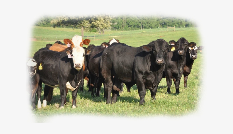 Usa Beef Cattle, transparent png #2142314