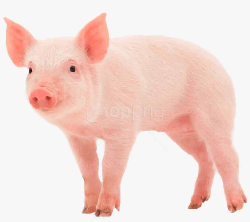Pig - Pig Png, transparent png #2143144