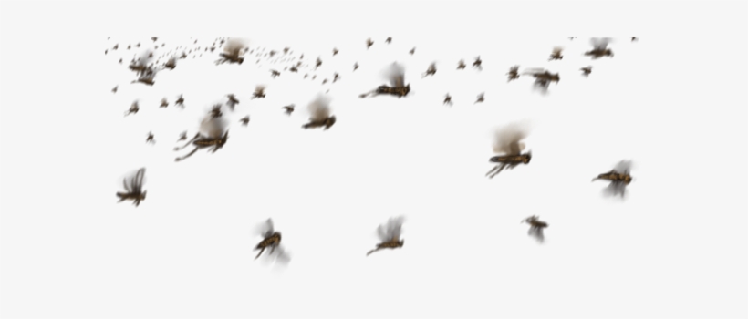 A Swarm Of Locusts - Locust, transparent png #2143243