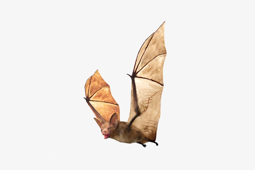 If You Are Experiencing A Bat Problem Give Us A Call - Vampire Bat, transparent png #2143414