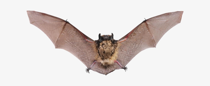 The Best Way To Approach A Bat Infestation Is To Call - Kinds Of Flying Animals, transparent png #2143597
