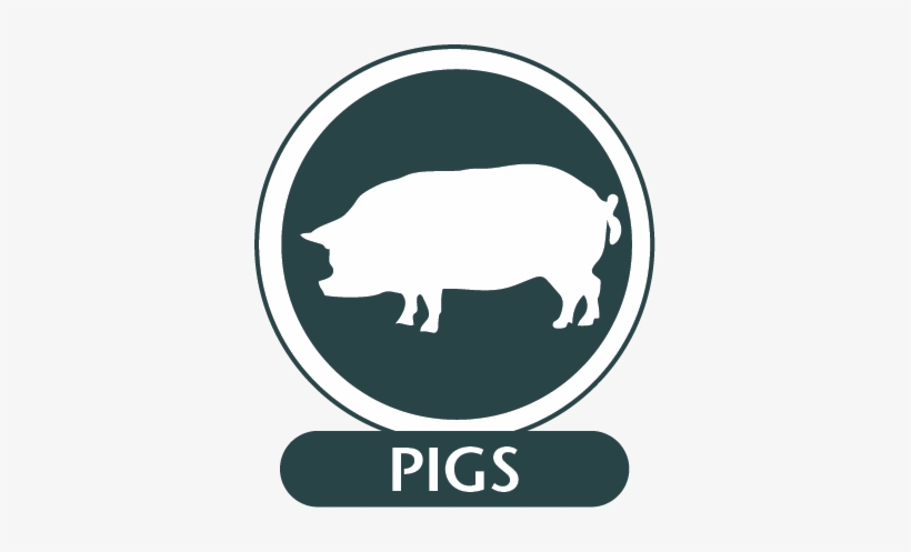 Monoclonal Antibodies For Use In Pigs - Domestic Pig, transparent png #2143598