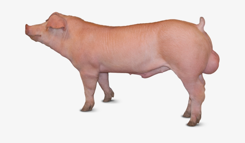 Fast Kantor - Produccion De Cerdos, transparent png #2143652