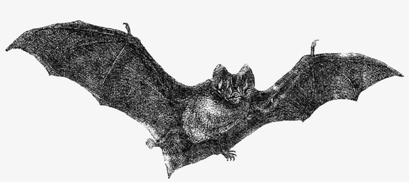 Flying Bats Png - Vintage Halloween Art Png, transparent png #2143682