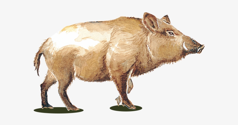 Wild Pig Wines - Wild Pig Wine Logo, transparent png #2143840