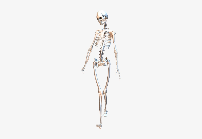 Skeleton Walking 3 - Skeleton, transparent png #2144253