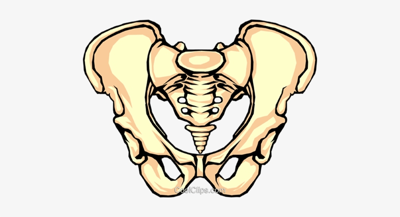 Pelvis Bone Royalty Free Vector Clip Art Illustration - Repair Of Ischial Tuberosity, transparent png #2144270