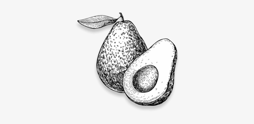 The Fruit Eventually Made Its Way Across The Atlantic - Black And White Picture Of Avocado, transparent png #2144766