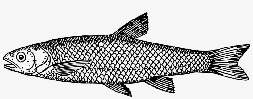 Drawing Fish Koi Seafood Fin - Peixe Do Mar Da Galileia, transparent png #2145251
