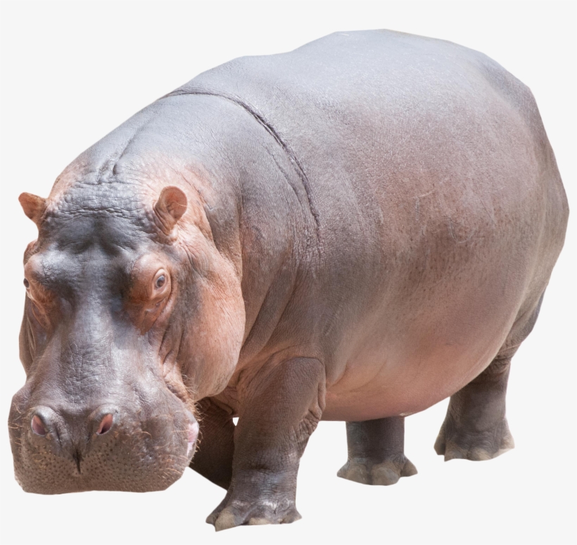 Hippo Png, transparent png #2145299