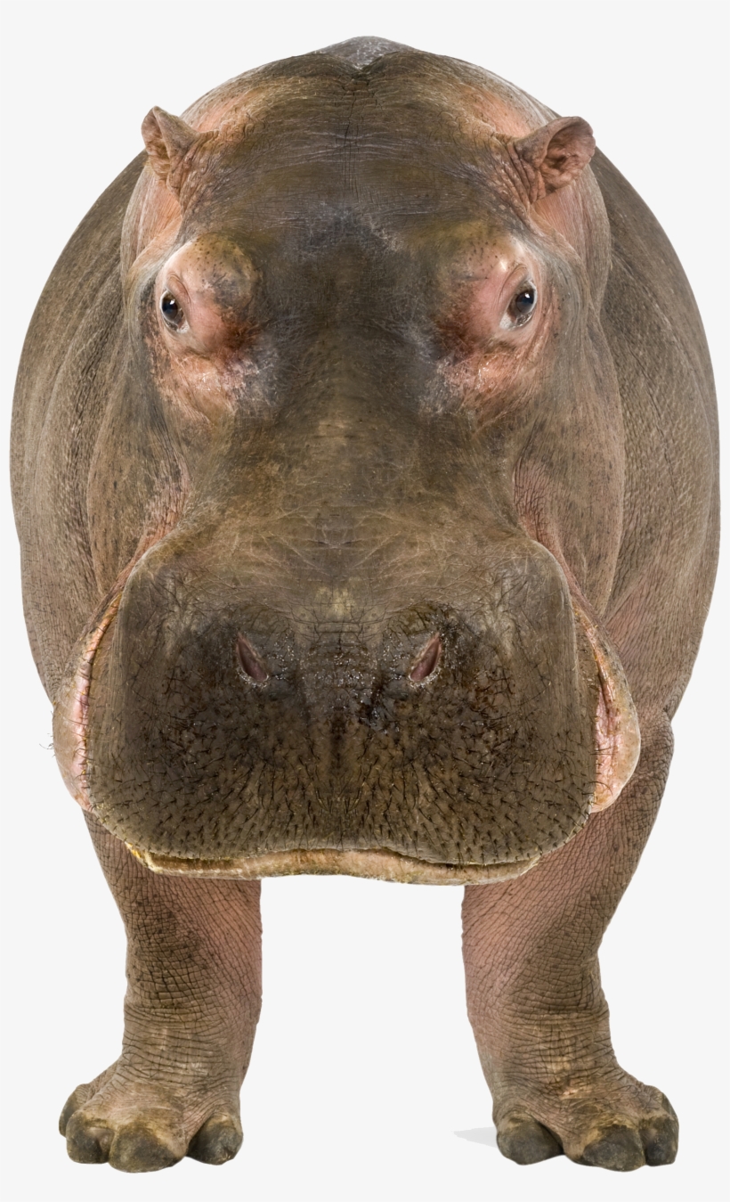 Hippo Png Banner Free Download - Hippo Png, transparent png #2145301