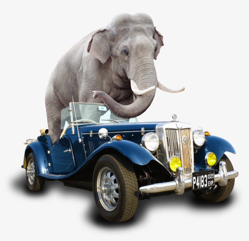 Car Elephant Fin - Indian Elephant, transparent png #2145302