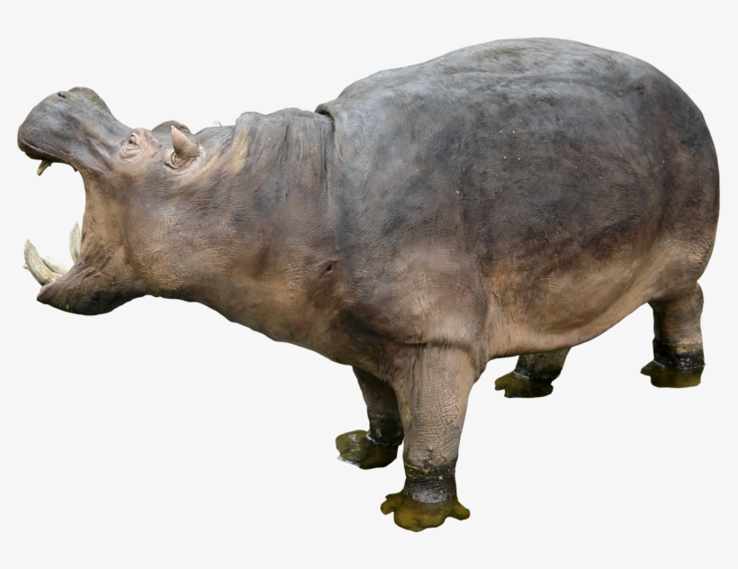 Hippopotamus Free Download Png - Hippo Png, transparent png #2145321