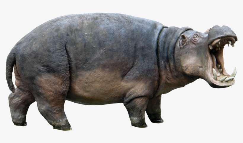 Hippopotamus Png Transparent Hippopotamus - Hippo Png, transparent png #2145324