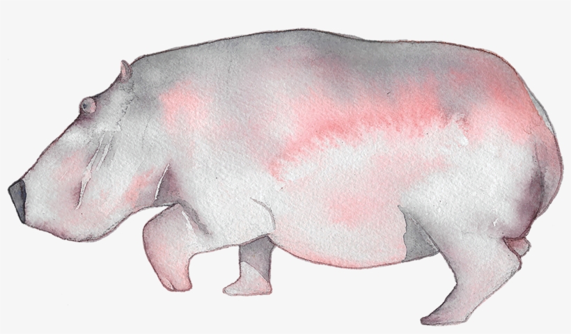 Hippopotamus, transparent png #2145425