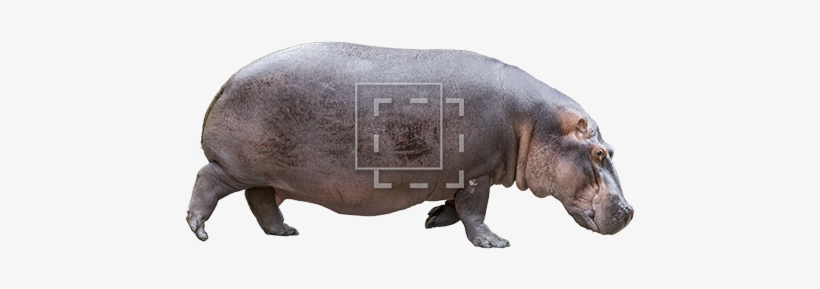 Hippo Side View - Hippo Face Side View, transparent png #2145791