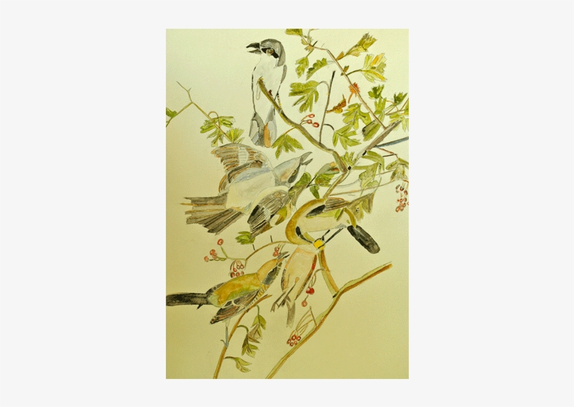 Watercolor Birds 1 - Russian Olive, transparent png #2147412