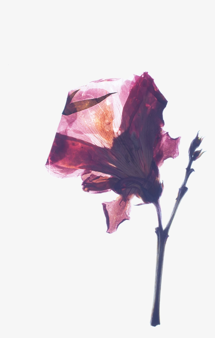 Parent Directory - Still Life, transparent png #2147499