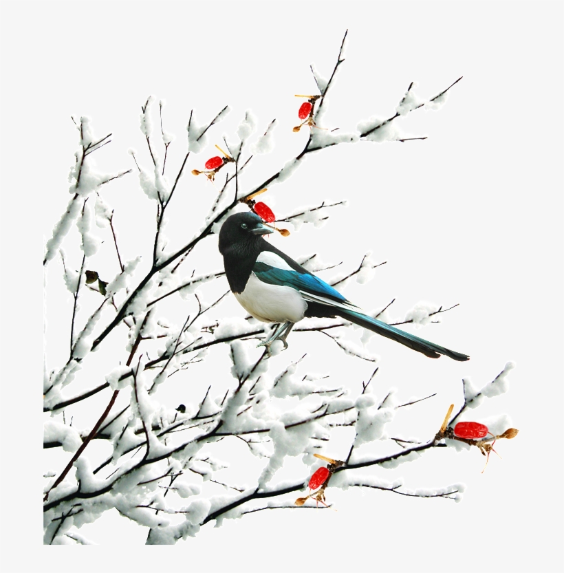 Hand Drawn Cartoon Winter Twig Decoration Vector - Winter, transparent png #2147700