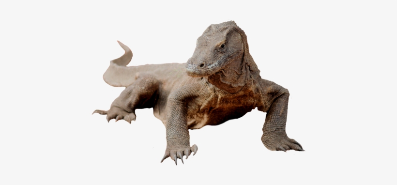Komodo Dragon Png Picture - Komodo Png, transparent png #2147898