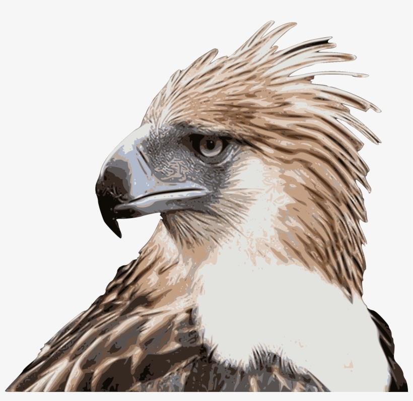 Open - Philippine Eagle High Resolution, transparent png #2148014
