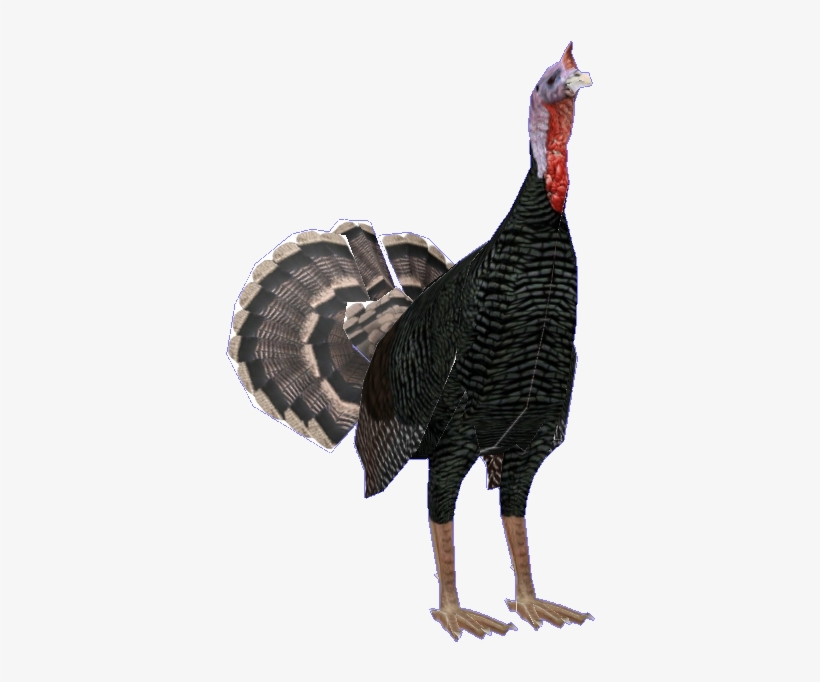 Wild Turkey, transparent png #2150163