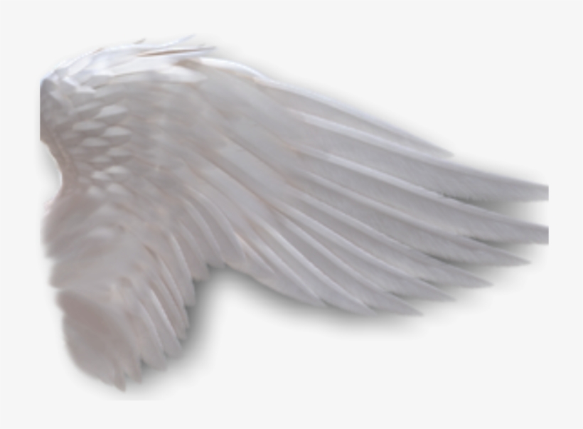 Angel Wings Anime Side View Download - Angel Wings On The Side Png, transparent png #2150165