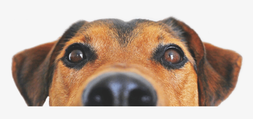 Dog Adoption Resources - Dog Food Recipes, The Dogs Dinner: Home Made Food And, transparent png #2151360