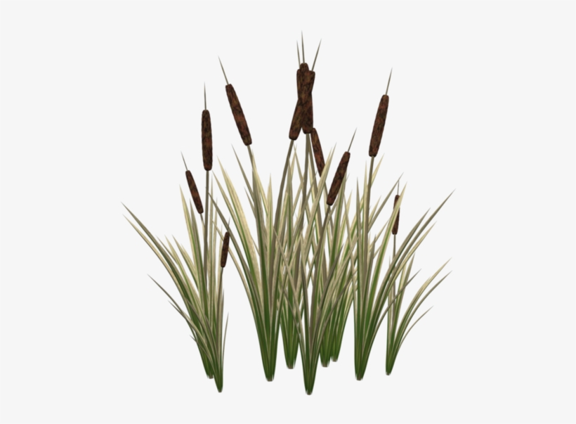 Transparent Plant Cattail - Cat Tail Plant Png, transparent png #2151622