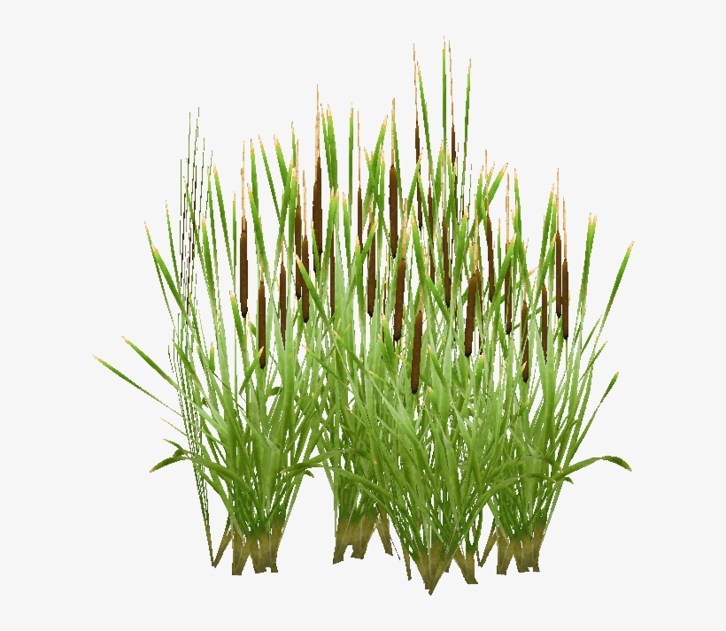 Typha - Chrysopogon Zizanioides, transparent png #2151674