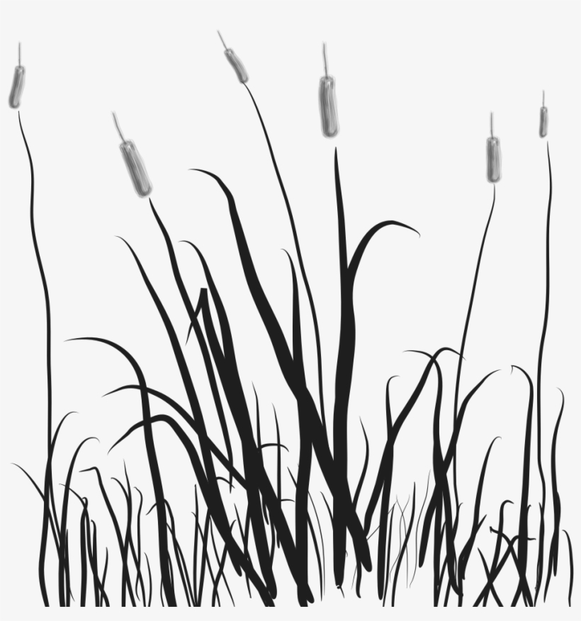 Marsh Tails Cattails Clip - Marsh Clip Art, transparent png #2151724