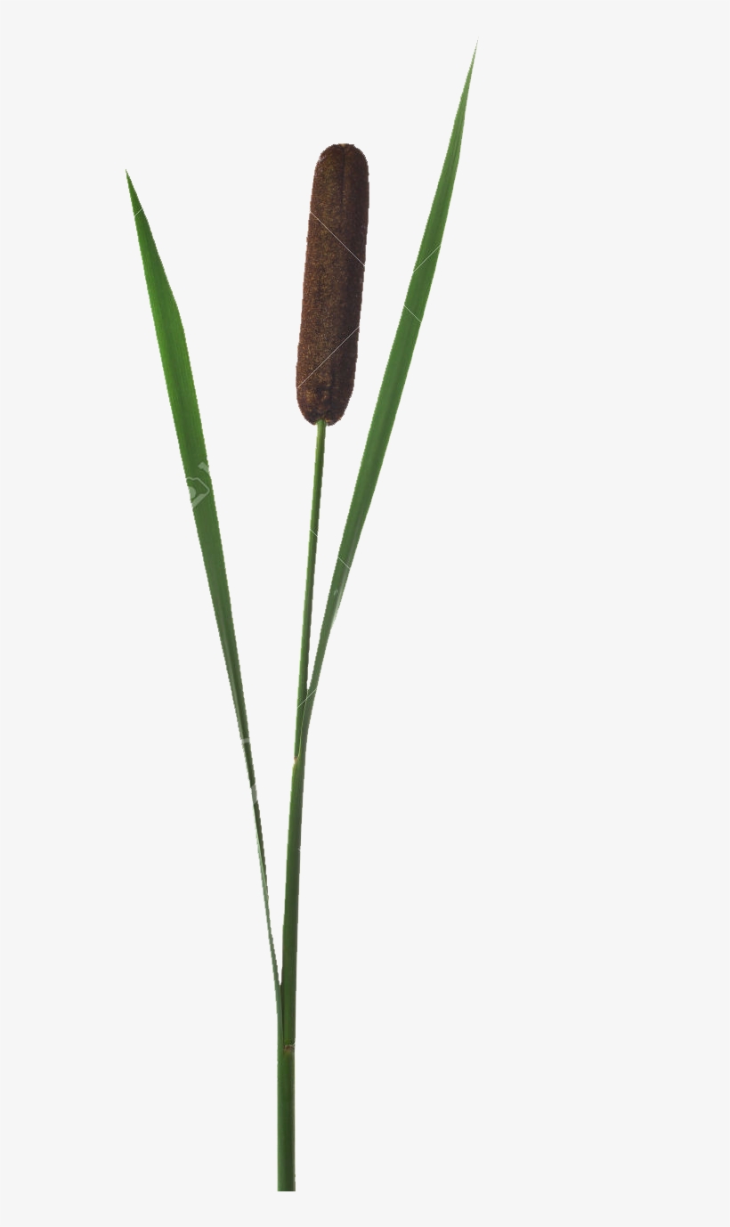 Beaver, Bog, Cattail, Dragonfly, Ecology, Eng, Fen, - Herbaceous Plant, transparent png #2151769