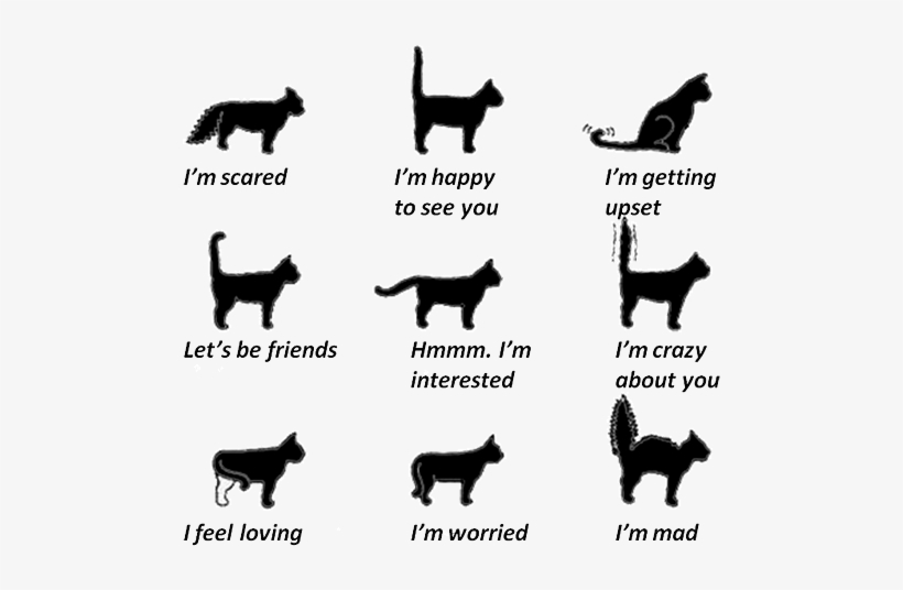 I'm Not Sure Where This Chart Originally Came From, - Cat Emotions Tail, transparent png #2151819