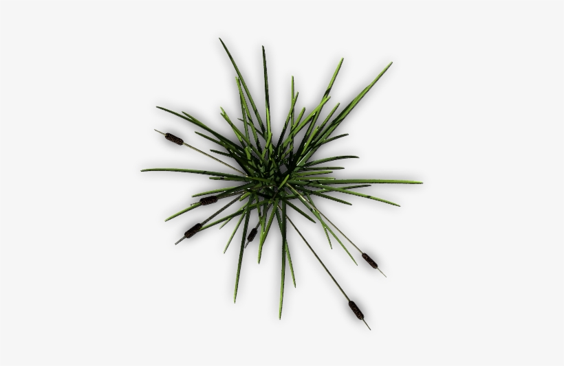 26 137k Cattail F 06 Feb 2009 - Grass, transparent png #2151858