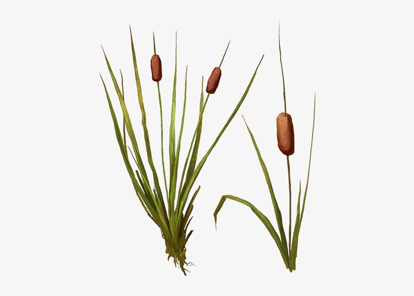 Bulrush, transparent png #2151911