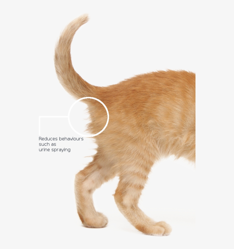 Cat Tail Back - Cat, transparent png #2151937
