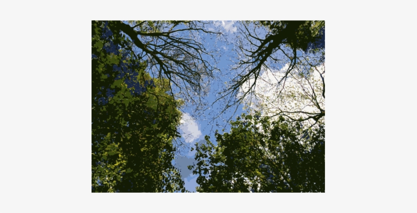 Vegetation Temperate Broadleaf And Mixed Forest Woodland - Vegetation, transparent png #2152842