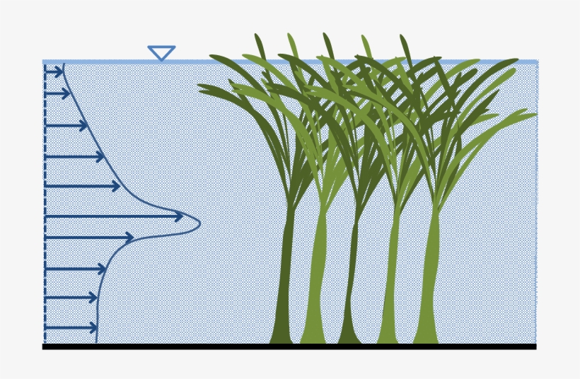 Schematic Of The Flow Field For Emergent Aquatic Vegetation - Aquatic Plant, transparent png #2153213