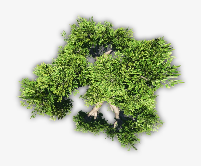 Meta 24 Mar 2009 - Rose Geranium Leaves, transparent png #2153243