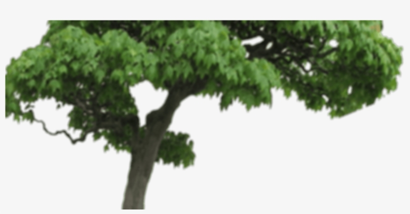Related - Oak, transparent png #2153289