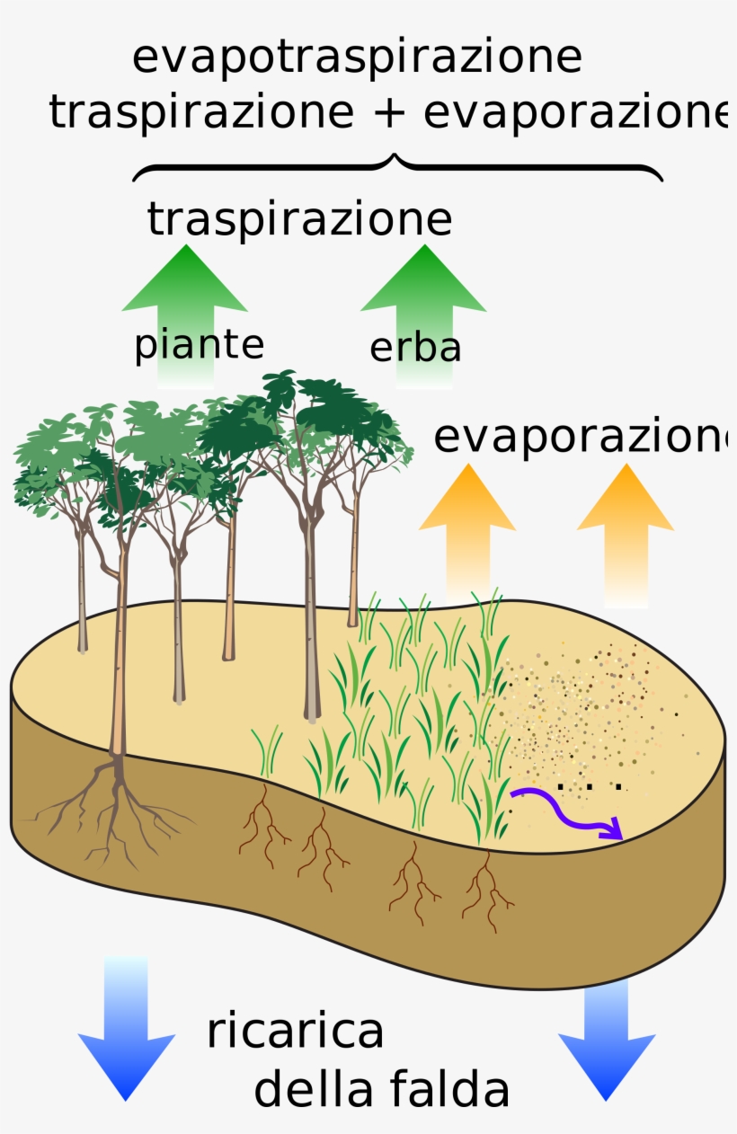 Removal Of Water[edit] - Evapotranspiration Rate, transparent png #2153452