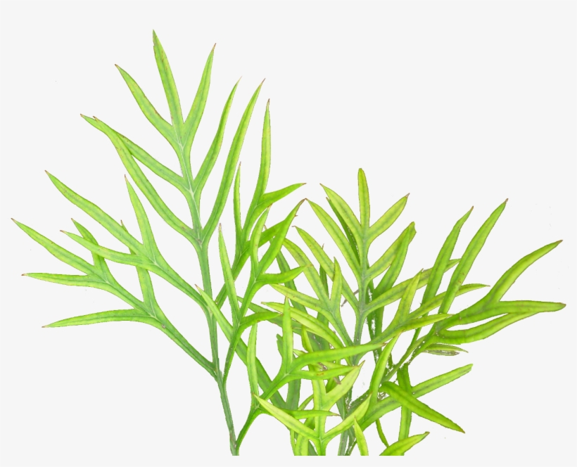 Free Icons Png - Plants, transparent png #2153476