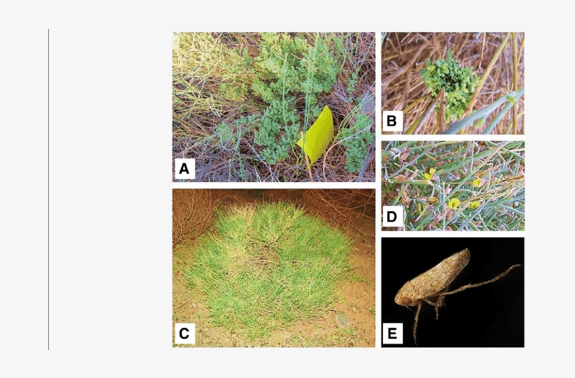 A & B - Shoot, transparent png #2153499