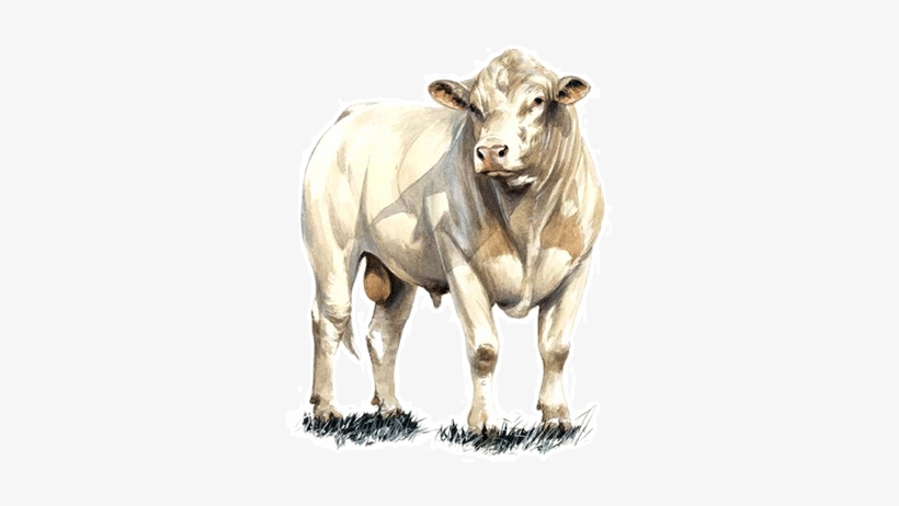 Charolais Cattle Png, transparent png #2154577