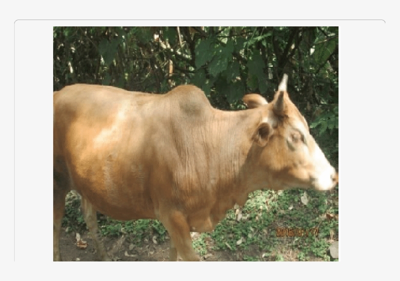 Female Adult Gofa Cattle - Bull, transparent png #2154631